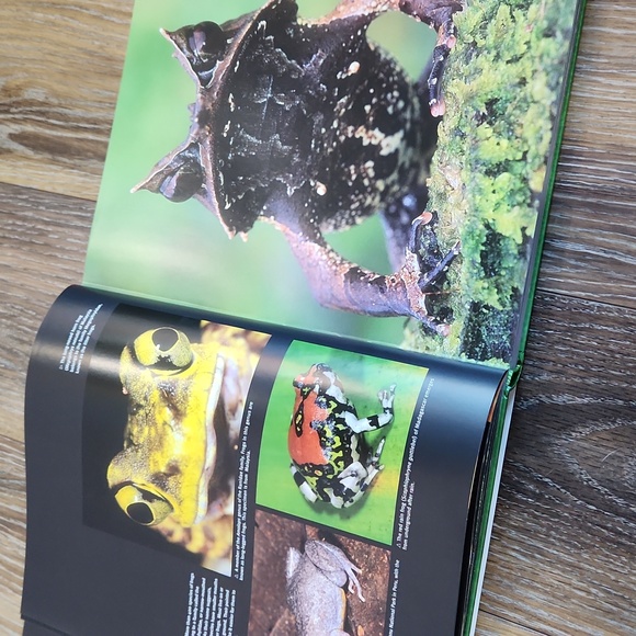 Frog Species Book by Thomas Marent - Picture 15 of 17